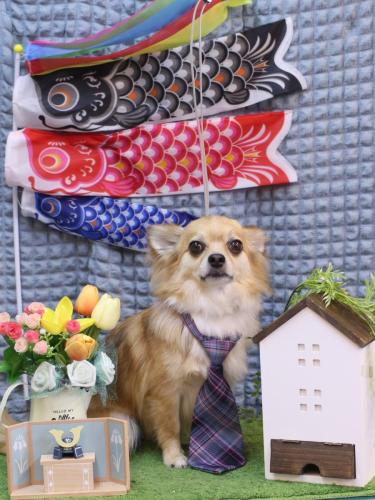 20230524かぶ蔵くん